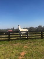 Athens Beginner Horse Lessons