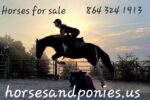 www.horsesandponies.us Matching Happy Homes Since 1994.